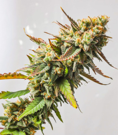 Семена сорта Strawberry Chemdawg OG fem (Dutch Passion)