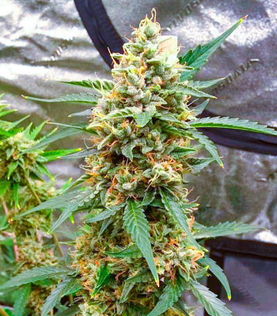 Семена конопли сорта White Widow