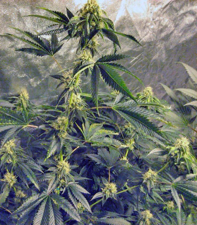 Семена сорта Pure Kush fem (Green House Seeds)