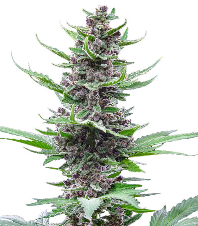 Семена сорта Tropicana Cookies Auto fem (FastBuds)