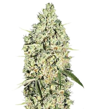 Семена сорта Auto Critical fem (Bulk Seed Bank)