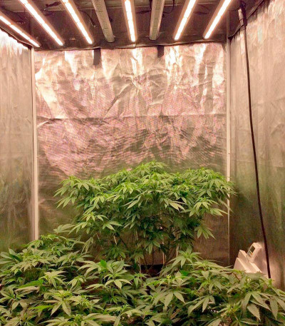 Семена сорта Aurora Indica regular (Nirvana Seeds)