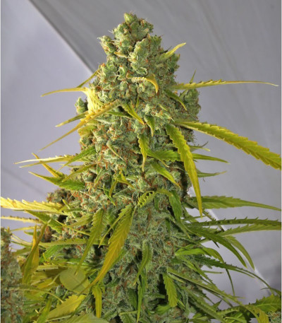 Семена сорта Buddha Calamity Jane Auto fem (Buddha Seeds)