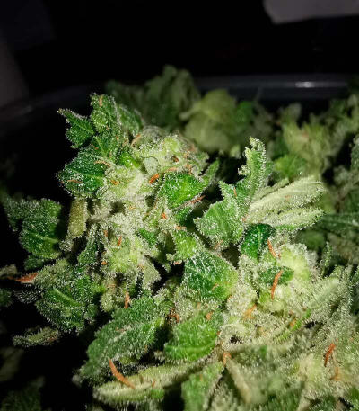Семена сорта Gorilla Glue (Monster Genetics)