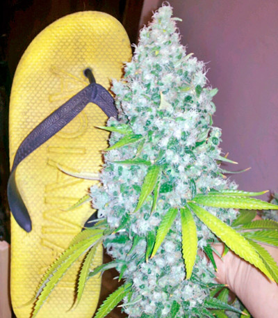 Семена сорта Rishi Kush reg