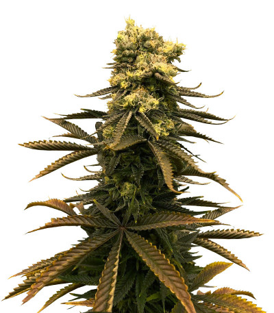 Семена сорта Glue Kripple fem (Dr. Krippling Seeds)