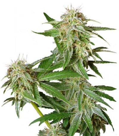 Семена сорта Ladyburn 1974 fem