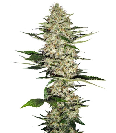 Семена сорта Mr Nice G13 X Hash Plant reg (Sensi Seeds)