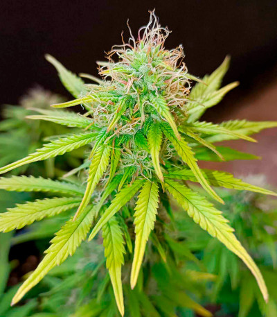 Семена сорта CBD Lemon Auto fem (Herbies Seeds)