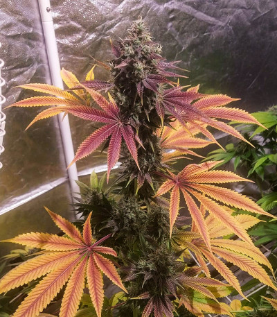 Семена сорта GMO Zkittlez F1 reg (Ethos Genetics)