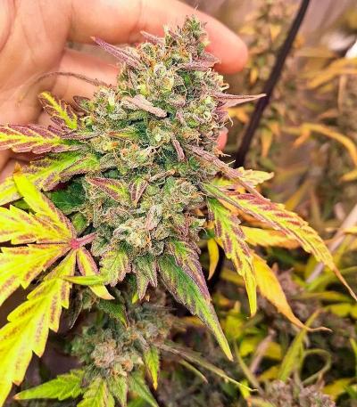 Семена сорта Speedy Skunk Auto fem (Семяныч)