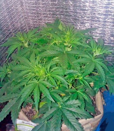 Семена сорта Colombian Gold Ryder Auto fem (Sweet Coffee Ryder auto)