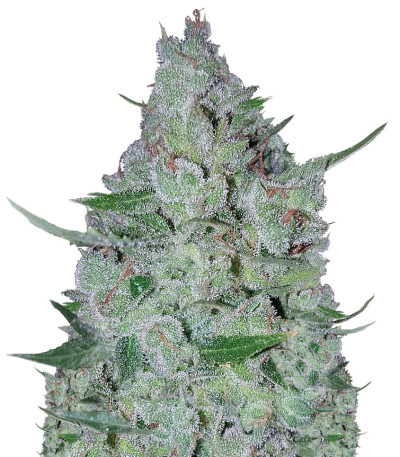 Семена сорта White Widow Original Auto fem (Sumo Seeds)
