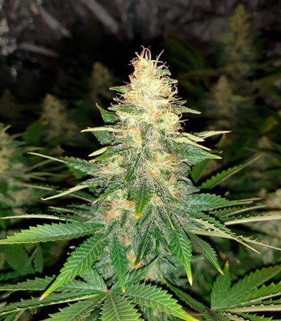Семена сорта Delicious Candy fem (Delicious Seeds)