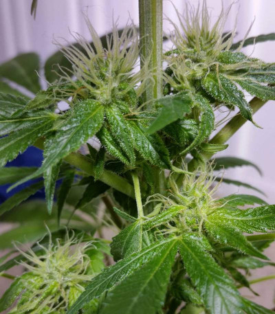 Семена сорта Bona Dea CBD+ fem (Vision Seeds)