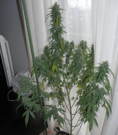 Семена сорта Dance World CBD fem (Royal Queen Seeds)