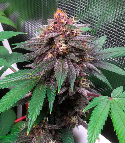Семена сорта Tropicanna Poison F1 Fast Version (Sweet Seeds)