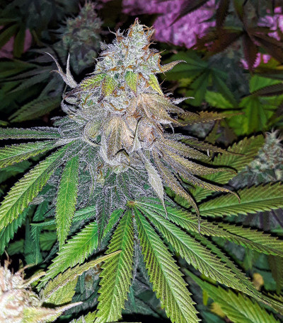 Семена сорта Dos-Vi-Dos fem (Семяныч)