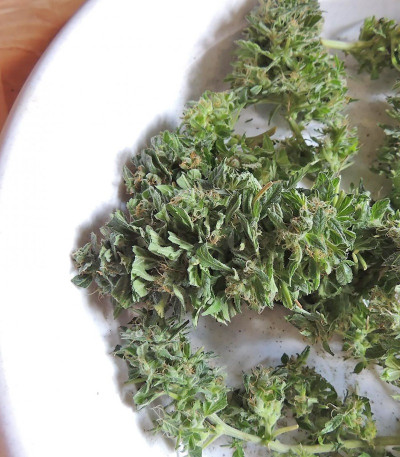 Семена сорта Ogre Auto fem (Doctor’s Choice)