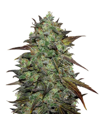 Семена сорта Eleven Roses fem (Delicious Seeds)