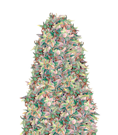 Семена сорта Brainkiller Haze fem (Vision Seeds)