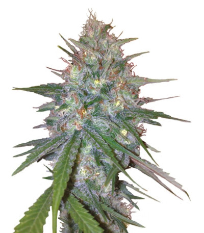 Семена сорта Ganesh Spirit fem (Sweet Seeds)