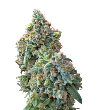 Семена сорта Hindu Kush (Kaya Gold) fem (Nirvana Seeds)
