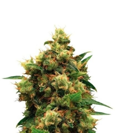 Семена сорта Painkiller XL fem (Royal Queen Seeds)