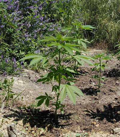 Семена сорта Blue Kush Berry fem (Paradise Seeds)