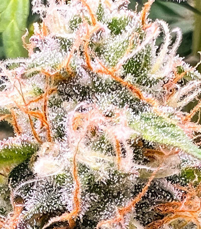 Семена сорта Auto Bruce Banner XXL fem (Advanced Seeds)