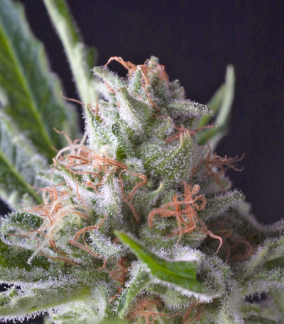 Семена сорта Auto Shark fem (Pyramid Seeds)