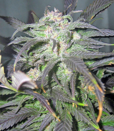 Семена сорта Biddy Early fem (Serious Seeds)