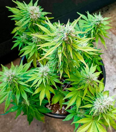 Семена сорта CBD Lemon Auto fem (Herbies Seeds)