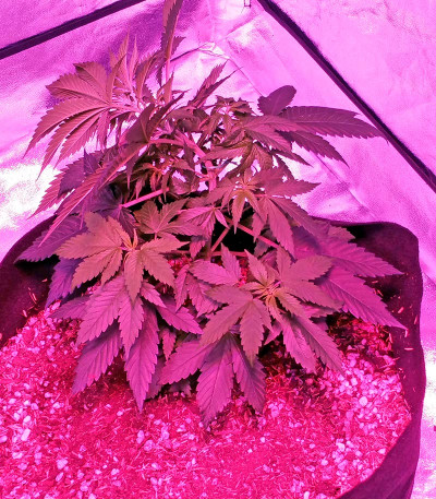 Семена сорта Swiss Cheese regular