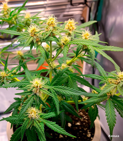 Семена сорта Green Crack Auto fem (FastBuds)