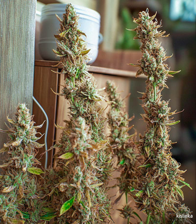 Семена сорта Wedding Cake fem (Семяныч)