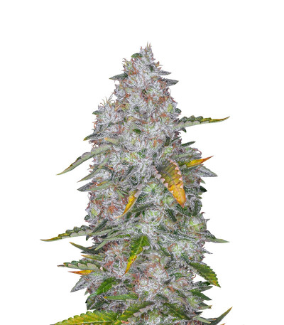 Семена сорта Tutankhamon fem (Pyramid Seeds)