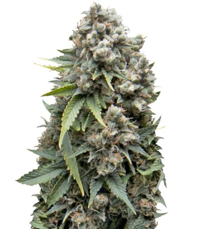 Семена сорта Ak 74 Auto fem (Trikoma Seeds)