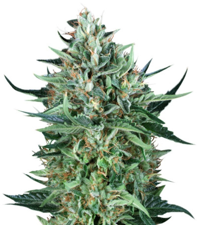Семена сорта Cold Greek Kush reg