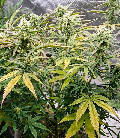 Семена сорта Auto Bruce Lemon Diesel fem (Dutch Passion)