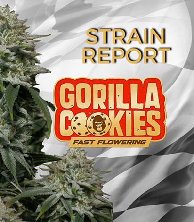Семена сорта Gorilla Cookies FF fem (FastBuds)