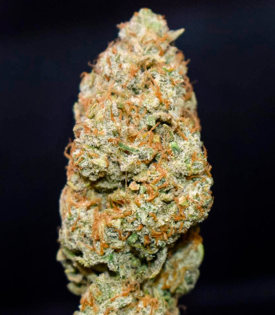 Семена конопли сорта Pink Rozay Auto