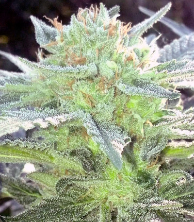 Семена конопли Snegurochka 