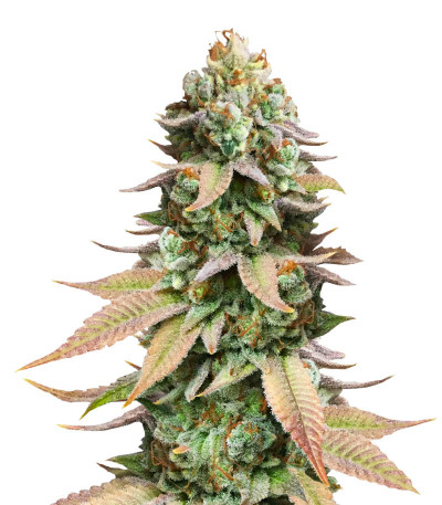 Семена сорта #9 Pound Hammer Fast fem (High Speed ​​Buds)