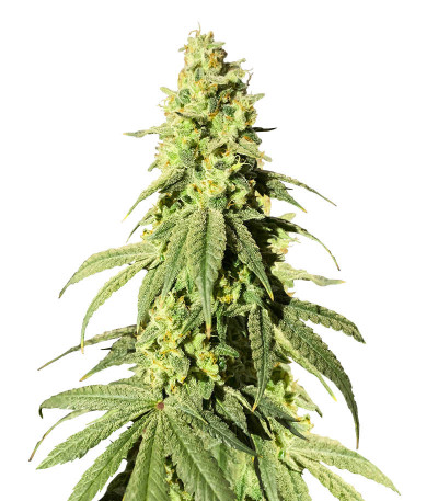 Семена сорта Banana Rapids fem (Dr. Krippling Seeds)