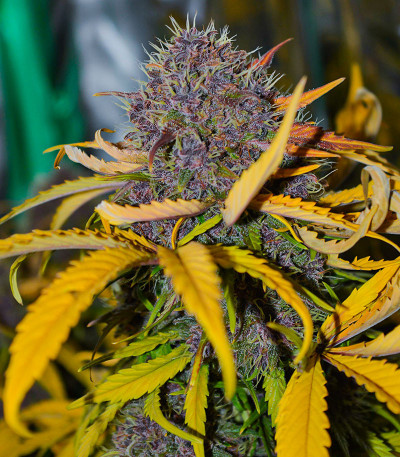 Семена сорта Tropicana Cookies Auto fem (FastBuds)