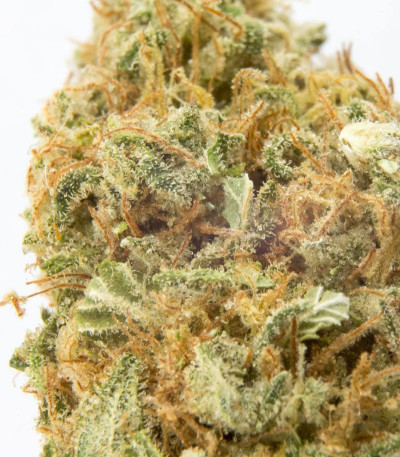 Семена сорта Appleberry fem (Sumo Seeds)