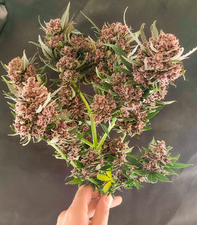 Семена сорта CBD Lemon Auto fem (Herbies Seeds)