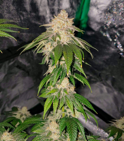 Семена сорта Motor Breath fem (7CH American)