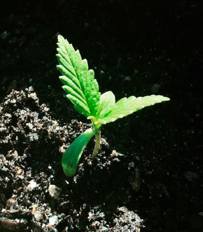 Семена сорта Northern Lights fem (Vision Seeds)